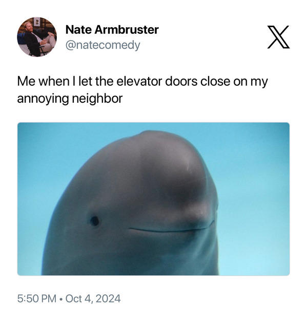 30 Funny Smiling Dolphin Memes That Are Taking Over The Internet