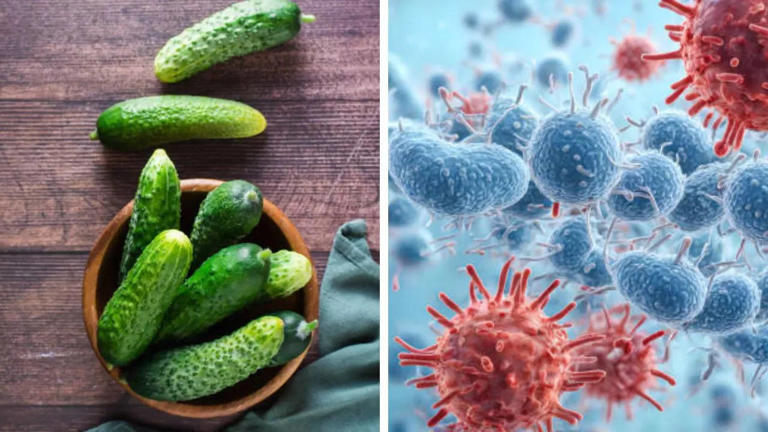 salmonella poisoning: boy dies after consuming cucumber; know the symptoms and ways to prevent the infection