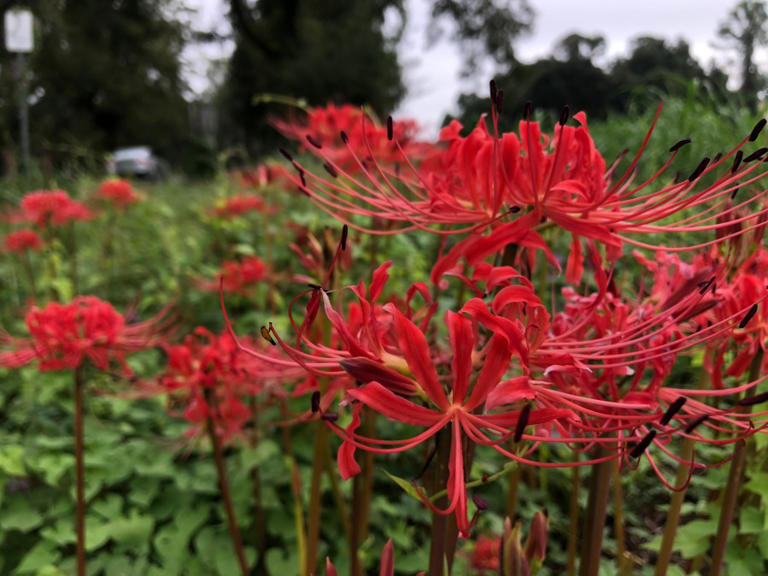 Hurricane lilies make their annual bloom throughout the south