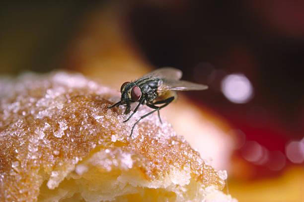 Ao pousar no seu doce, a mosca costuma dar uma lambida bem molhada. (Fonte: GettyImages / Reprodução)