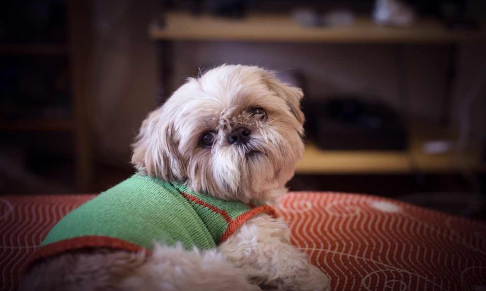 Meet the Dog Breeds That Turn Every Minor Inconvenience Into a Crisis