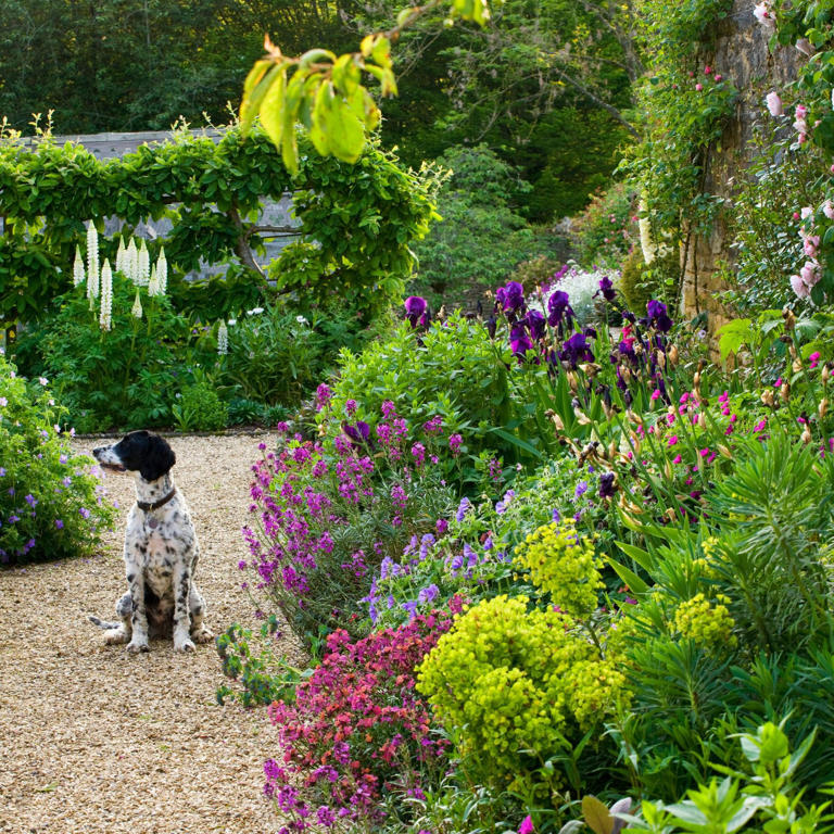 When to plant wallflowers the perfect time to add these easy to grow