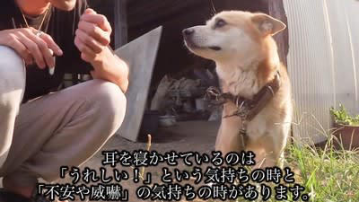 リード 切られた 犬 人気