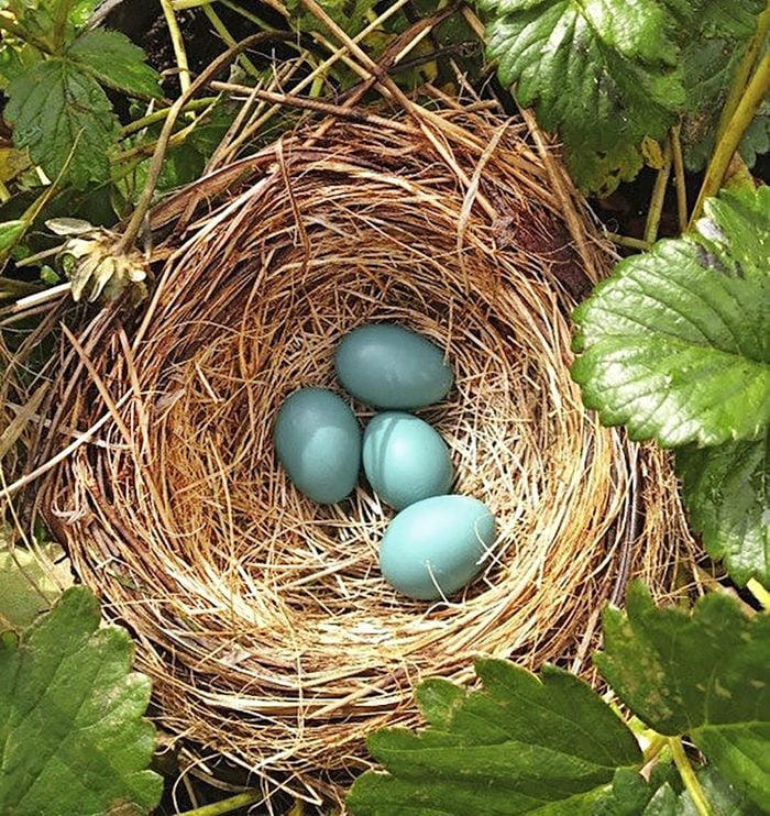 All About the American Robin