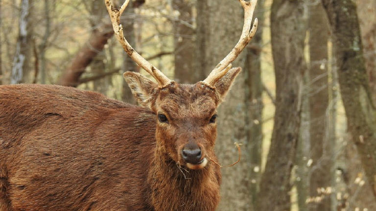 Maryland Reports Outbreak Of Hemorrhagic Disease In White Tailed Deer - wtfa5a9