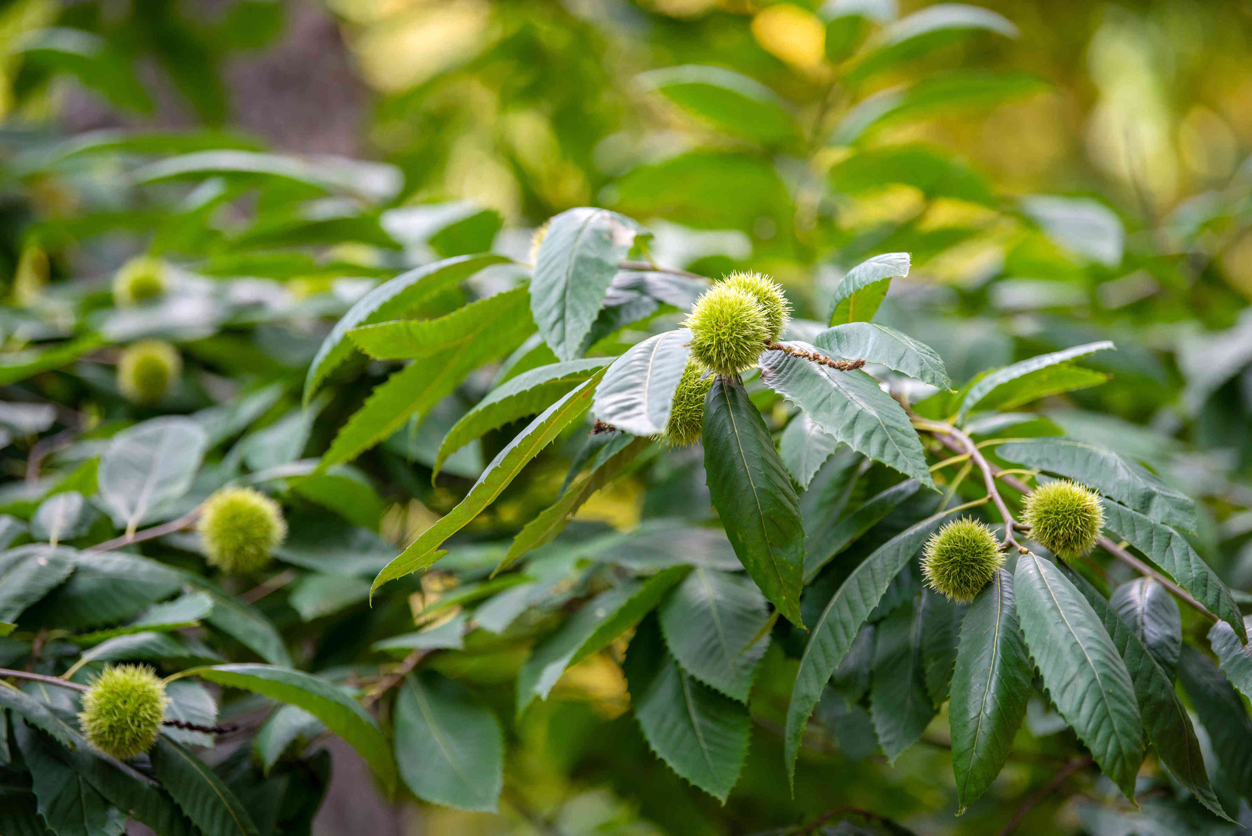 How to identify trees with spiky seed balls in your yard or neighborhood