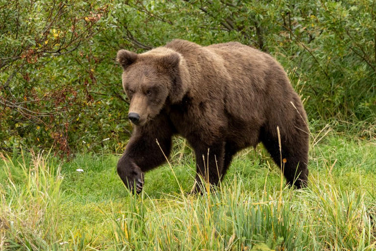 Photos Alaska’s Fat Bear Week nears as Fat Bear Jr. contestants named