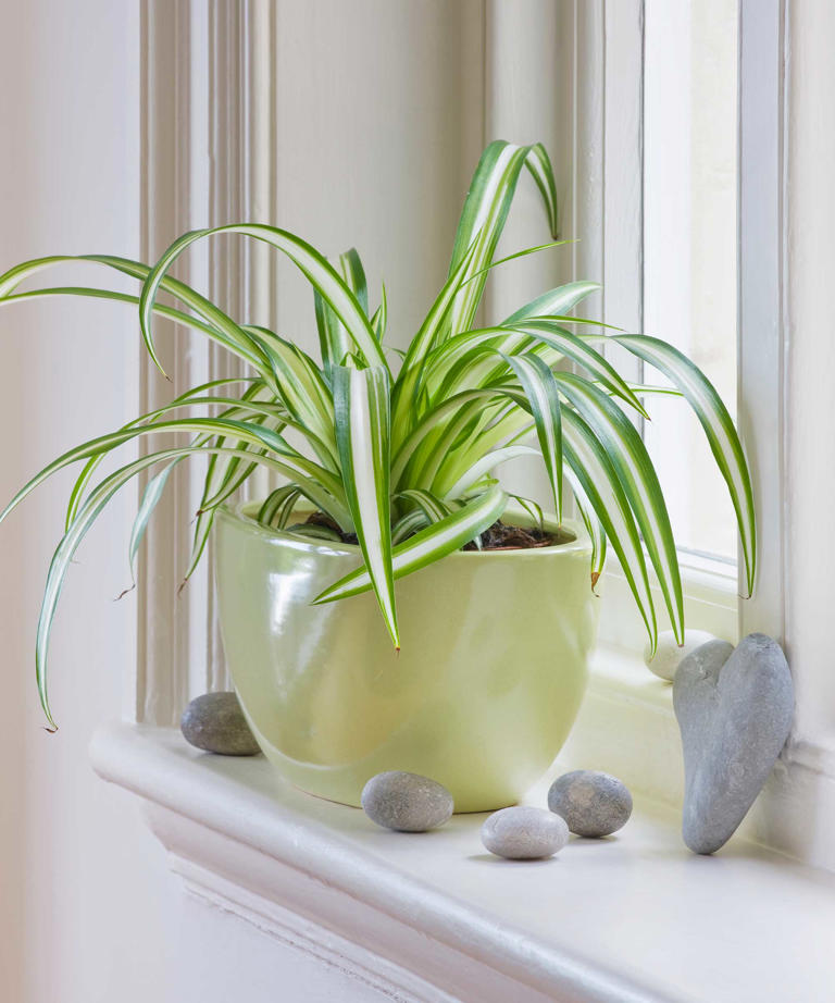 Houseplants that like being potbound 8 indoor plants that don't need