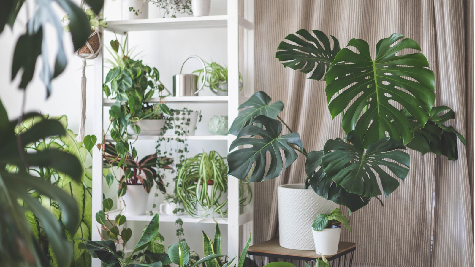 Houseplants that like being potbound 8 indoor plants that don't need