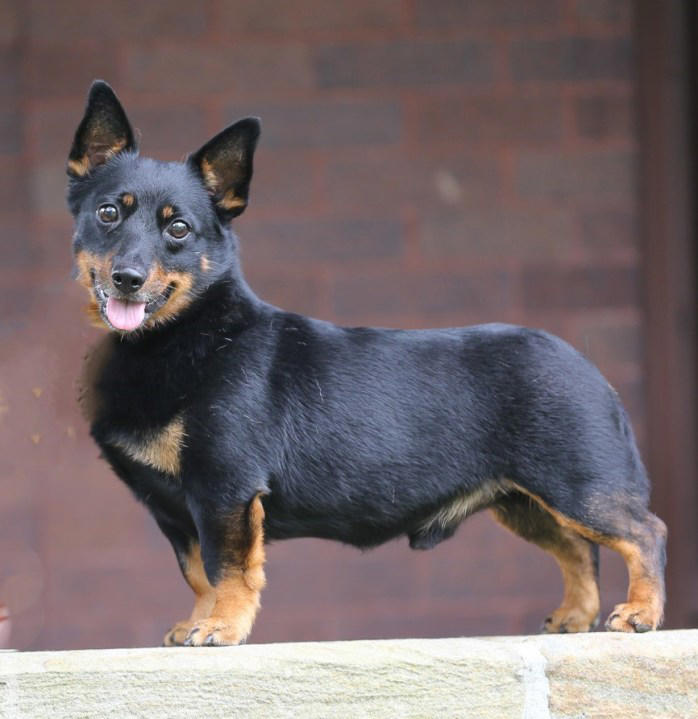 The Lancashire Heeler is officially joining the 2024 National Dog Show