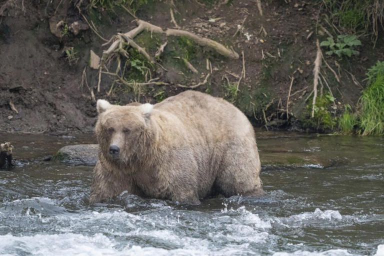 Fat Bear Week 2024 How to vote for the fattest bear of them all