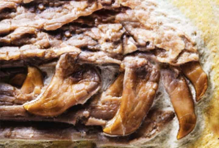 Cientistas descobrem ave pré-histórica que possuía dentes