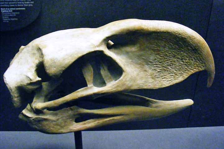 Cientistas descobrem ave pré-histórica que possuía dentes