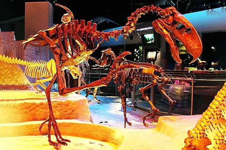 Cientistas descobrem ave pré-histórica que possuía dentes