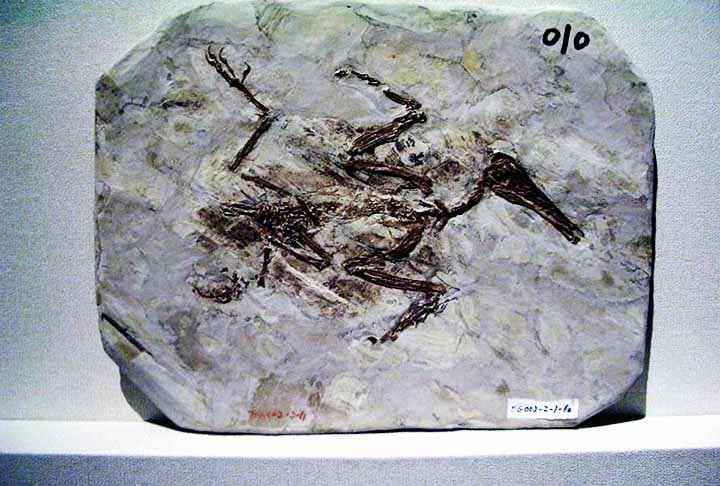 Cientistas descobrem ave pré-histórica que possuía dentes