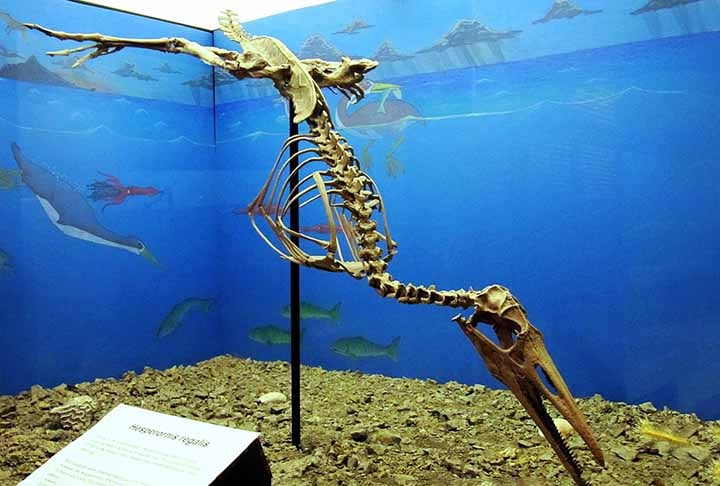 Cientistas descobrem ave pré-histórica que possuía dentes