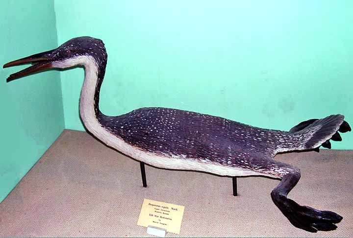 Cientistas descobrem ave pré-histórica que possuía dentes