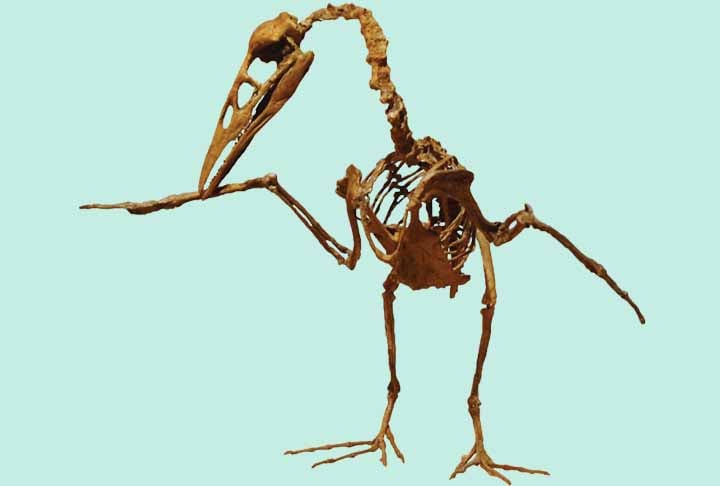 Cientistas descobrem ave pré-histórica que possuía dentes