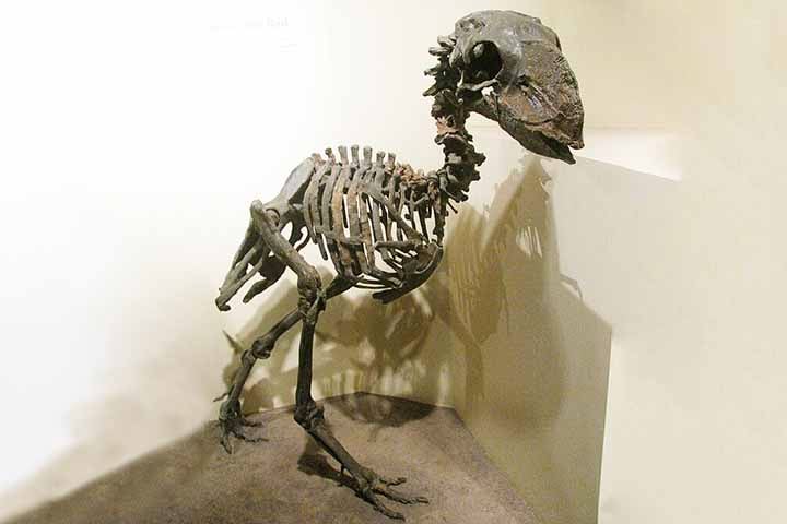 Cientistas descobrem ave pré-histórica que possuía dentes