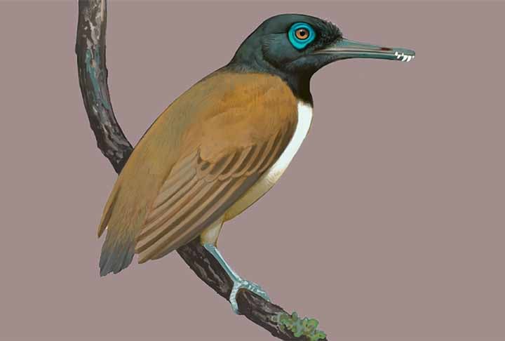 Cientistas descobrem ave pré-histórica que possuía dentes