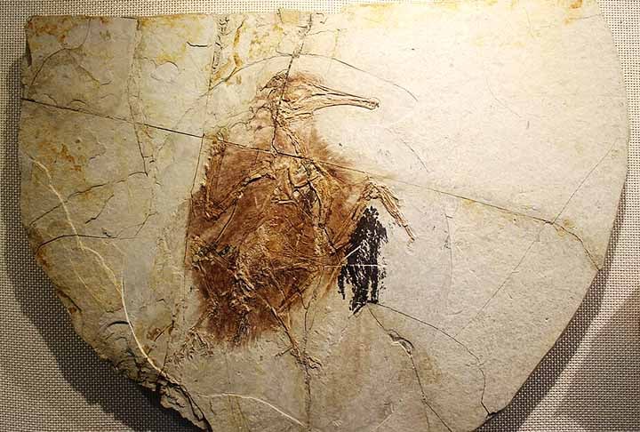 Cientistas descobrem ave pré-histórica que possuía dentes