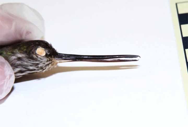 Cientistas descobrem ave pré-histórica que possuía dentes