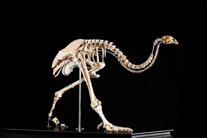 Cientistas descobrem ave pré-histórica que possuía dentes