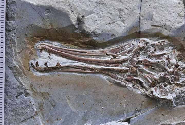 Cientistas descobrem ave pré-histórica que possuía dentes