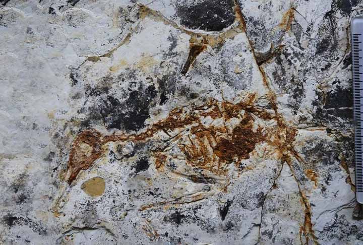 Cientistas descobrem ave pré-histórica que possuía dentes