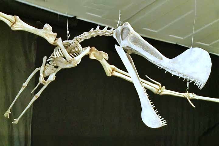 Cientistas descobrem ave pré-histórica que possuía dentes