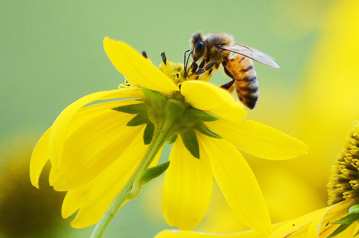 8-sweet-honeybee-facts-you-should-know