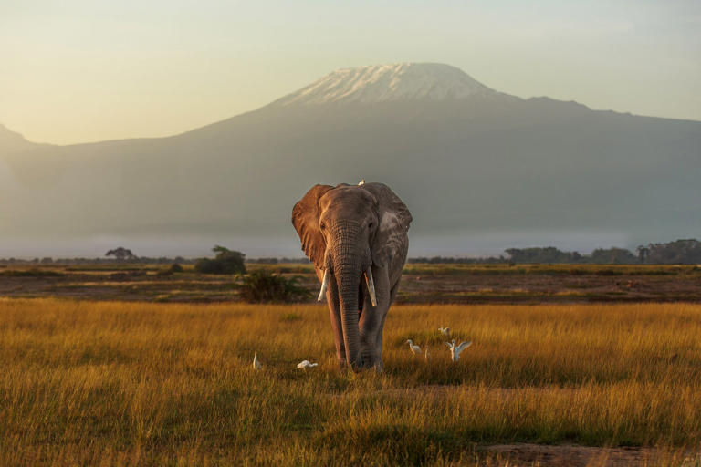 Under the roof of Africa