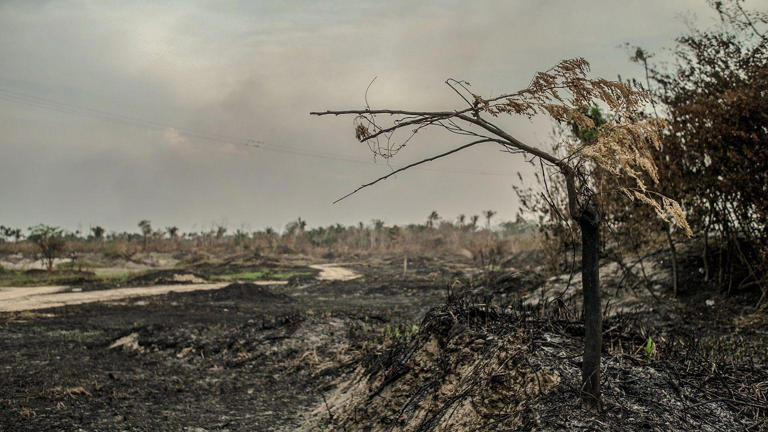 Amazonas tem neste ano o maior número de queimadas desde que o Inpe começou a reunir dados, em 1998