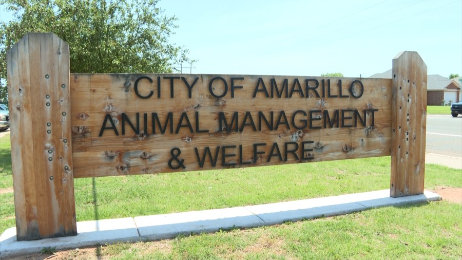 Amarillo Animal Management and Welfare hosts free October microchipping ...