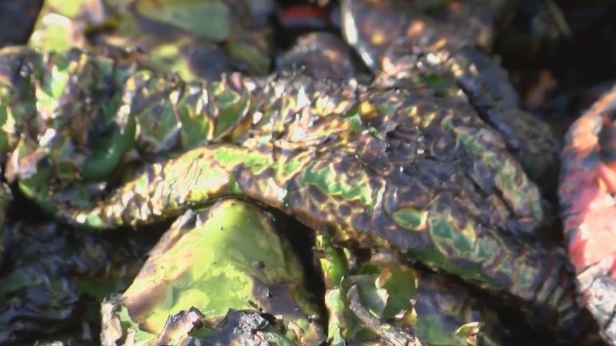Green Chile Fiesta showcases New Mexico’s favorite veggie