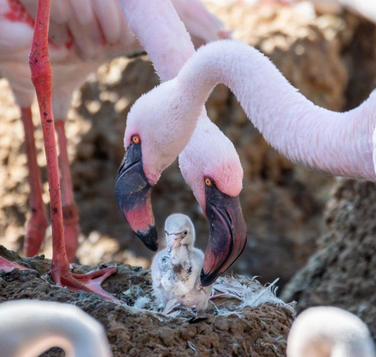 Same-sex flamingo couple at San Diego Zoo Safari Park hatch chick