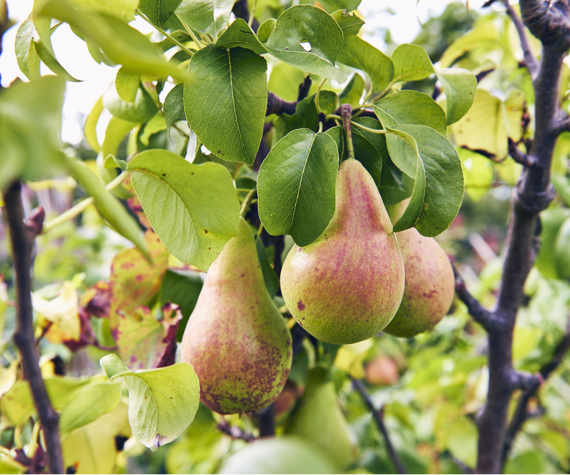 The Bliss of Low-Maintenance Fruit Trees: A Guide to Bountiful Harvests with Minimal Effort