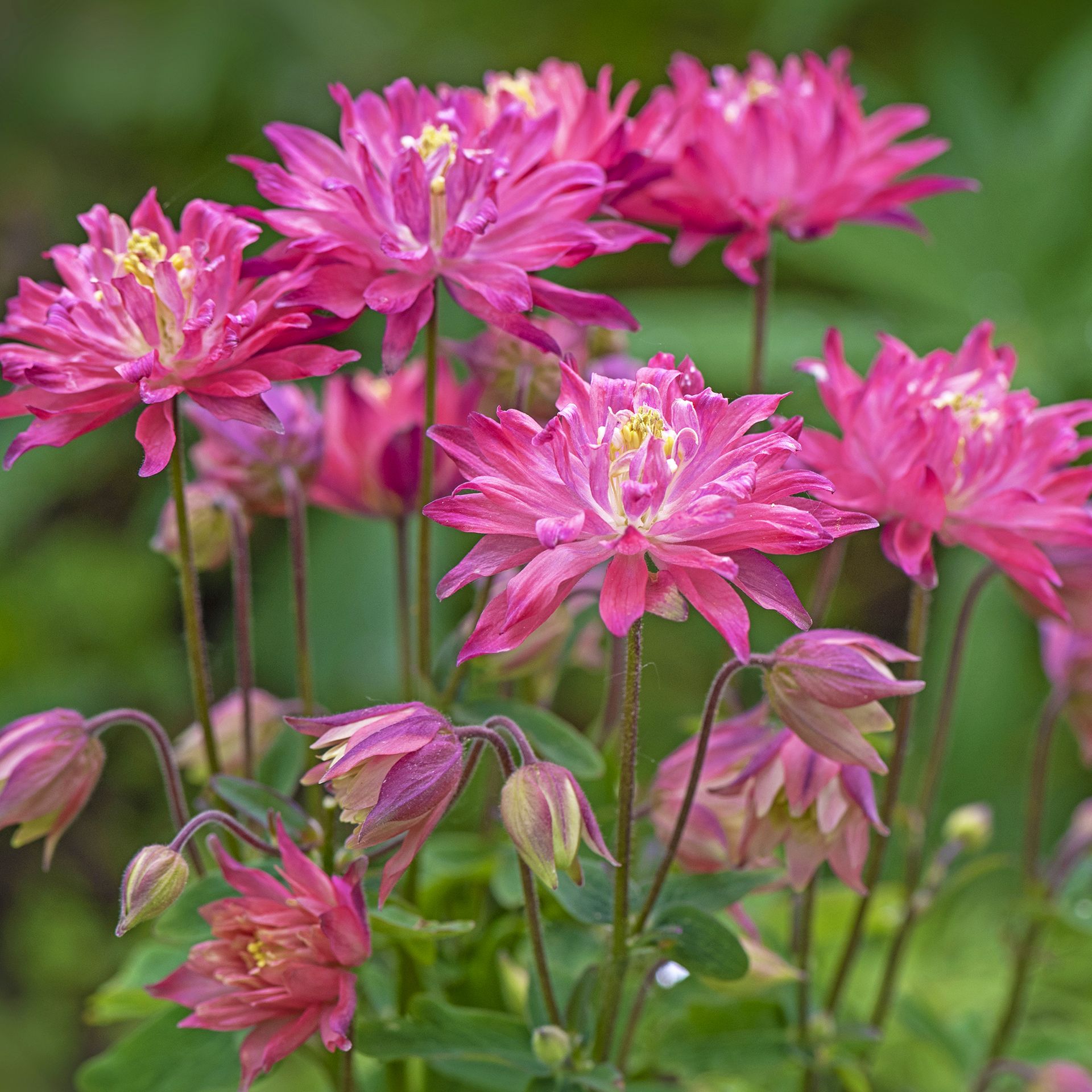 8 Flower Seeds To Sow In October For A Spectacular Garden Next Year