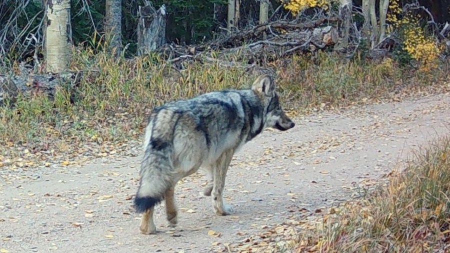 Featured Image