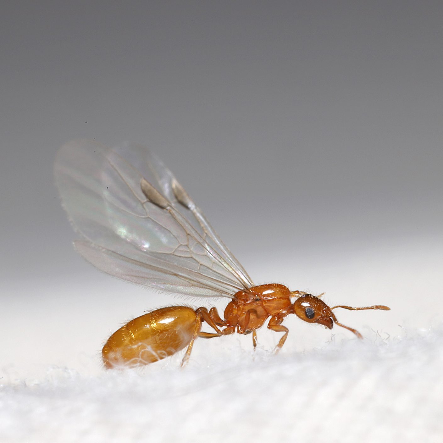 The Must-Know Survival Guide To Flying Ants Every Homeowner Needs to Know