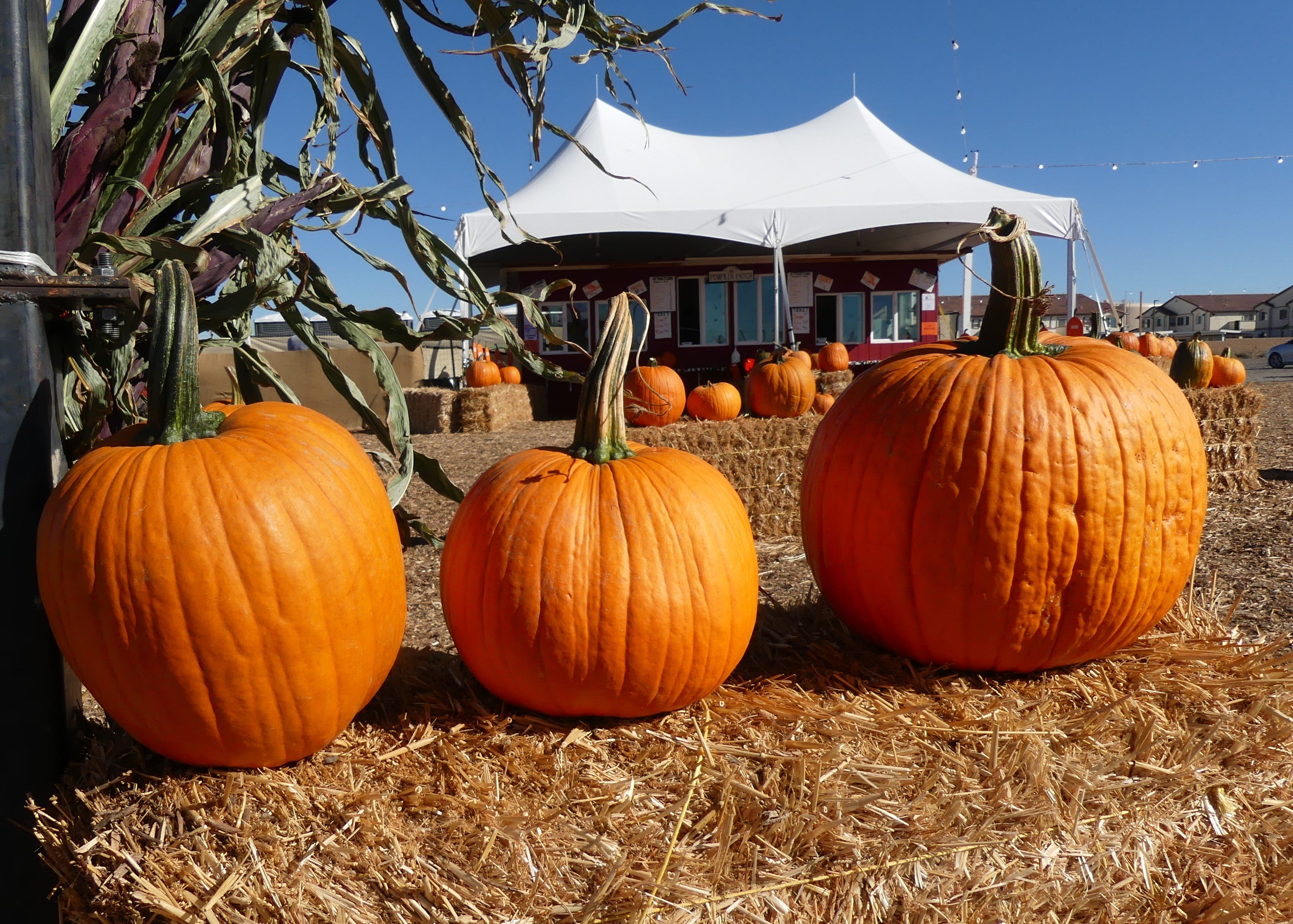 Plenty of Halloween, fall-themed events scheduled across the High Desert