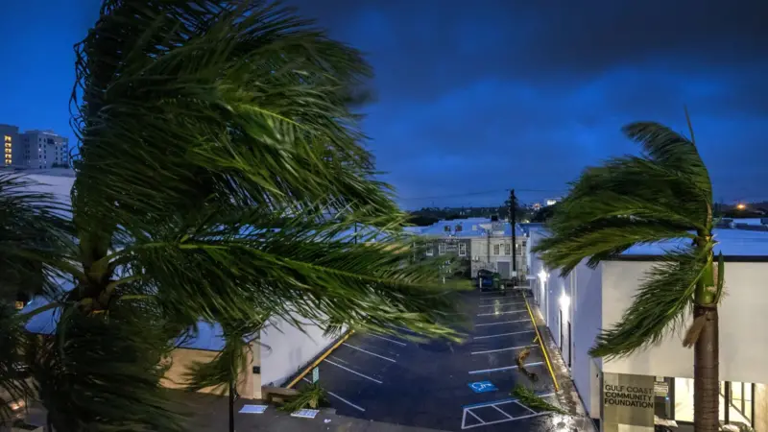 Trees are tossed in the storm - Photo: EPA