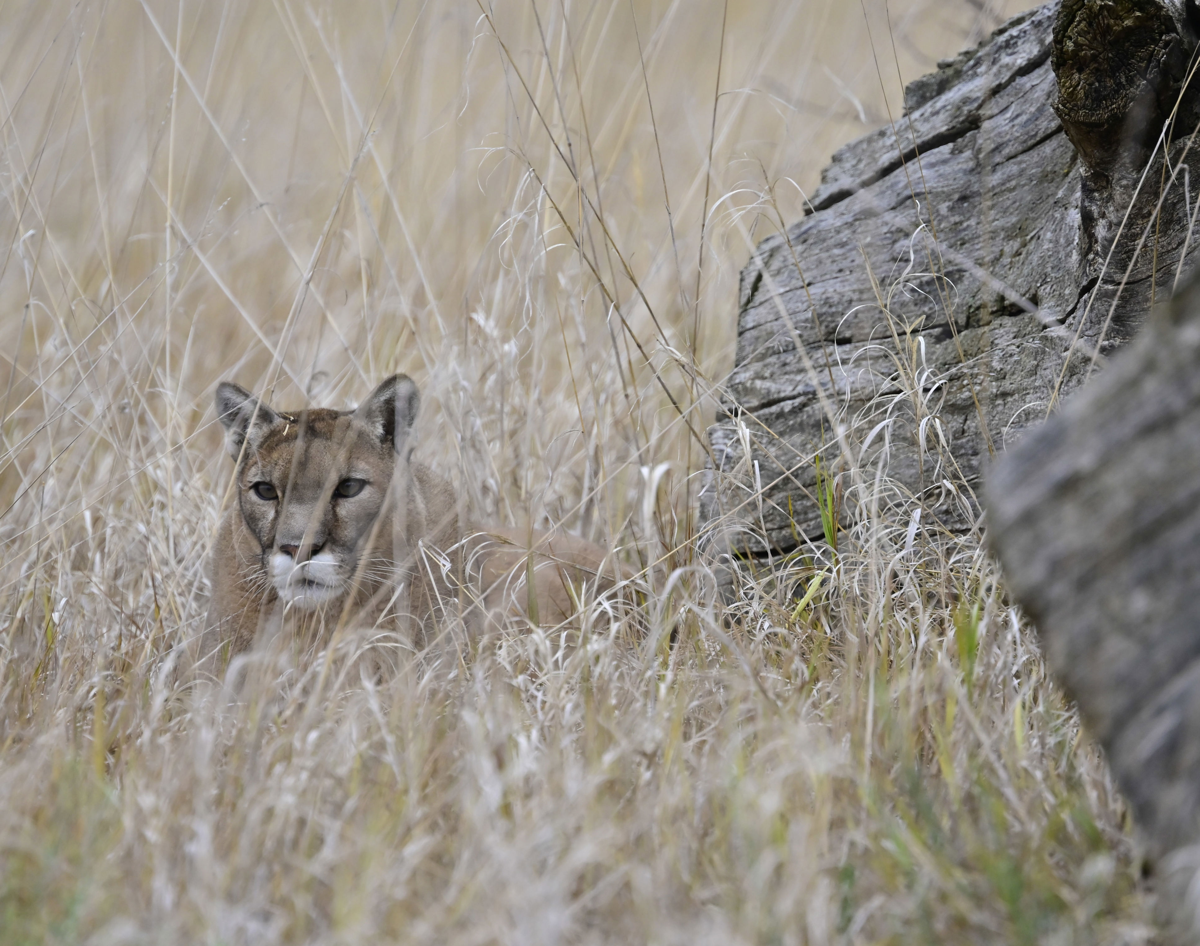 Proposition 127 Would Ban Mountain Lion And Bobcat Hunting In Colorado ...