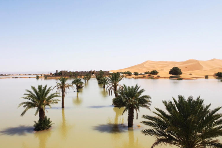 Palm trees are flooded in a lake caused by heavy rainfall in the desert town of Merzouga, near Rachidia, southeastern Morocco (Picture: AP)