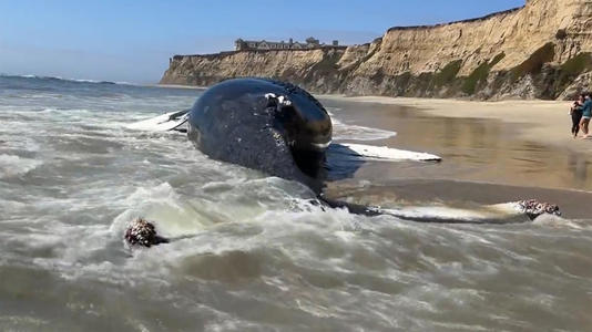 Nobody knows exactly how many whales are ship-strike victims every year, but many whale species on the endangered species list are threatened by cruise and container ship traffic.  / Credit: CBS News