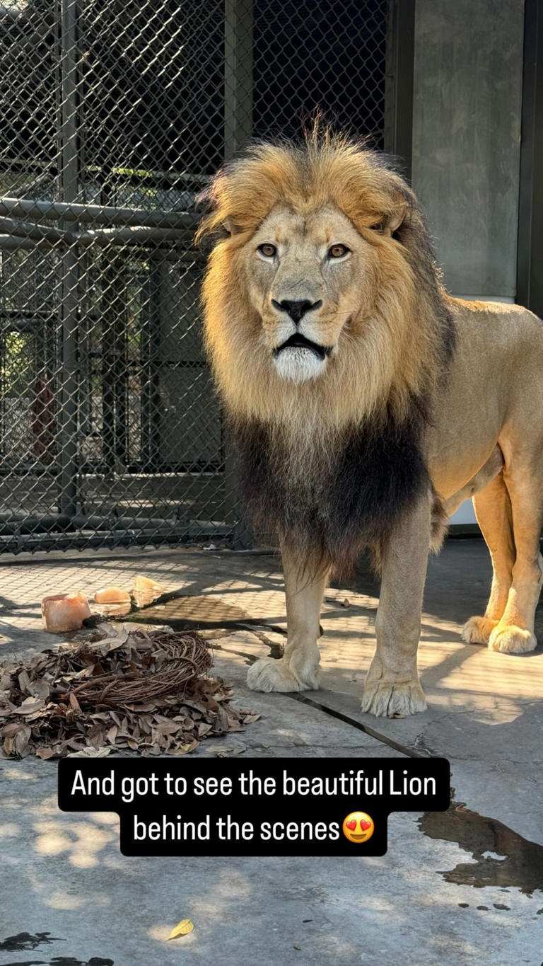 The family visited the zoo’s lion den. brittanymahomes/Instagram