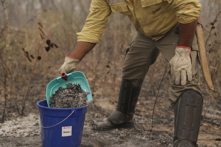 Brigadista coleta cinzas na Aldeia Tomázia, da TI Kadiwéu em Mato Grosso do Sul. Foto: Environmental Justice Foundation/Divulgação