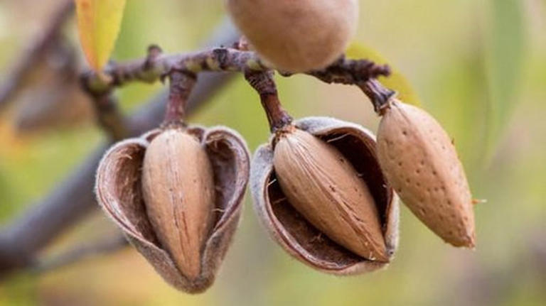 24 Types Of Almonds, Explained
