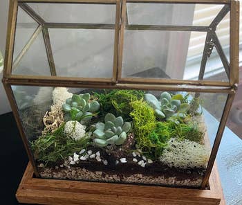 terrarium stuff in larger container