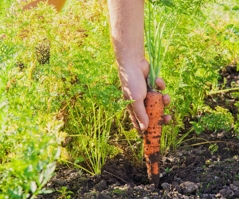 How to harvest carrot seeds 7 expert steps to successfully collect